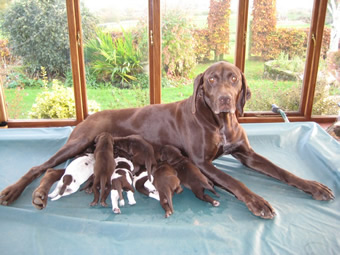 Katie Can with puppies